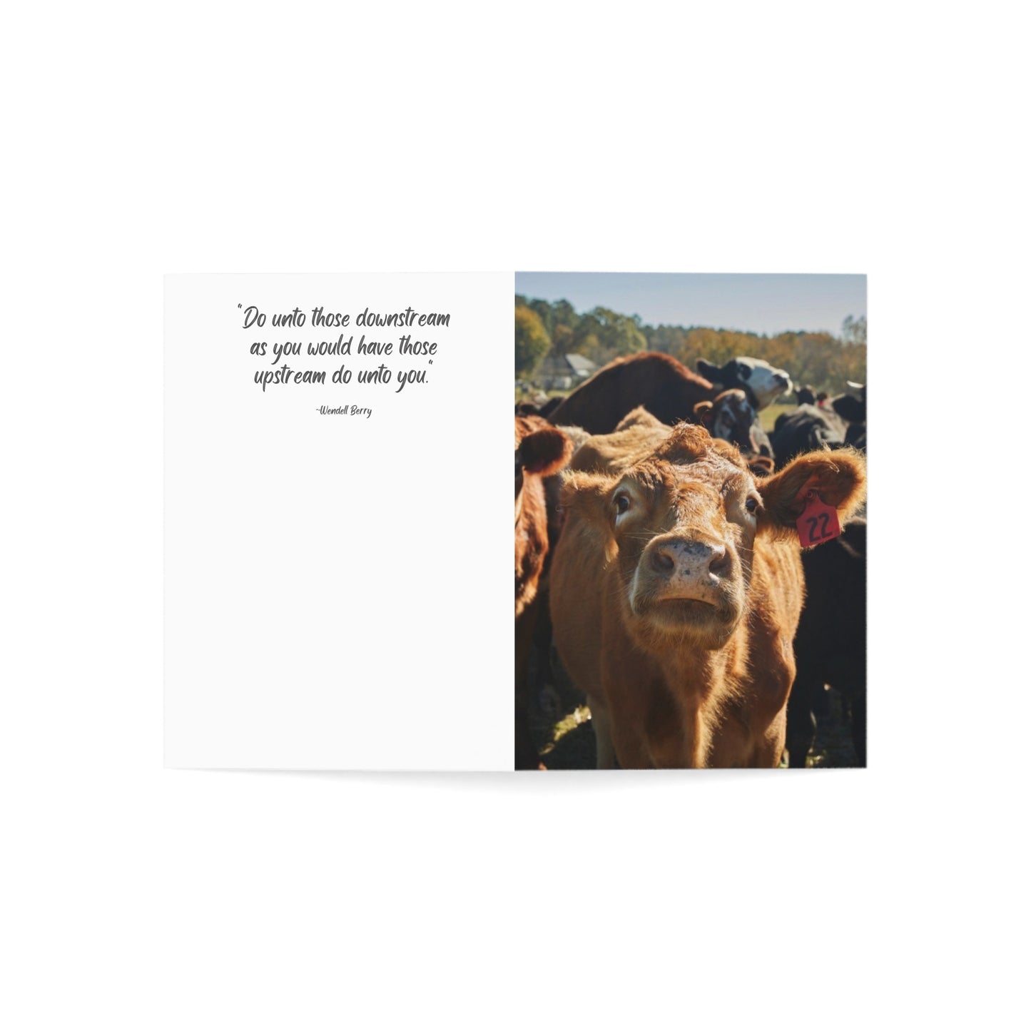 Greeting Cards for Any Moooooood (1, 10, 30, and 50pcs)