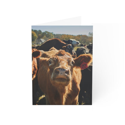 Greeting Cards for Any Moooooood (1, 10, 30, and 50pcs)